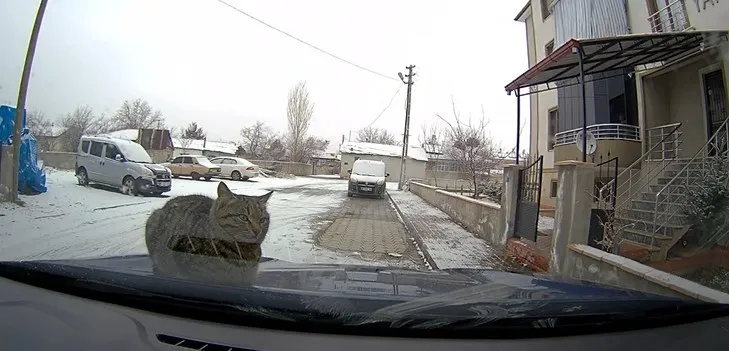 Sevimli kedi araç kamerasında