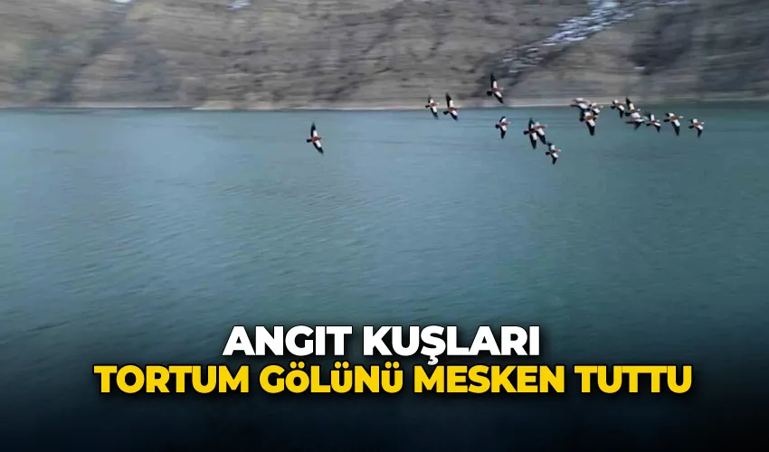 Angıt kuşları, Tortum Gölünü mesken tuttu