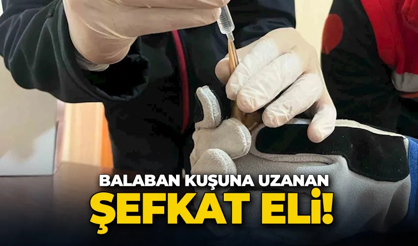 Balaban kuşuna uzanan şefkat eli