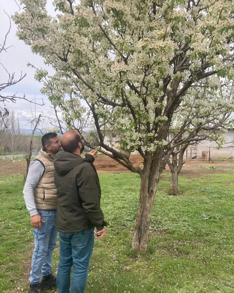 Zirai don sonrası hasar tespit çalışmaları sürüyor