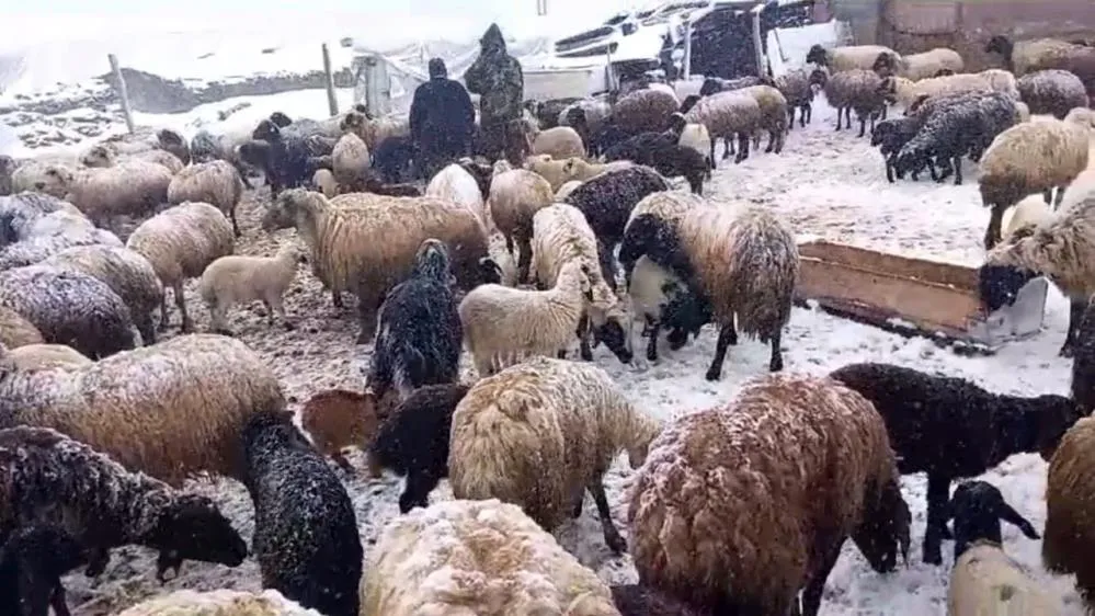 Besicilerin kar altında zorlu mesaisi