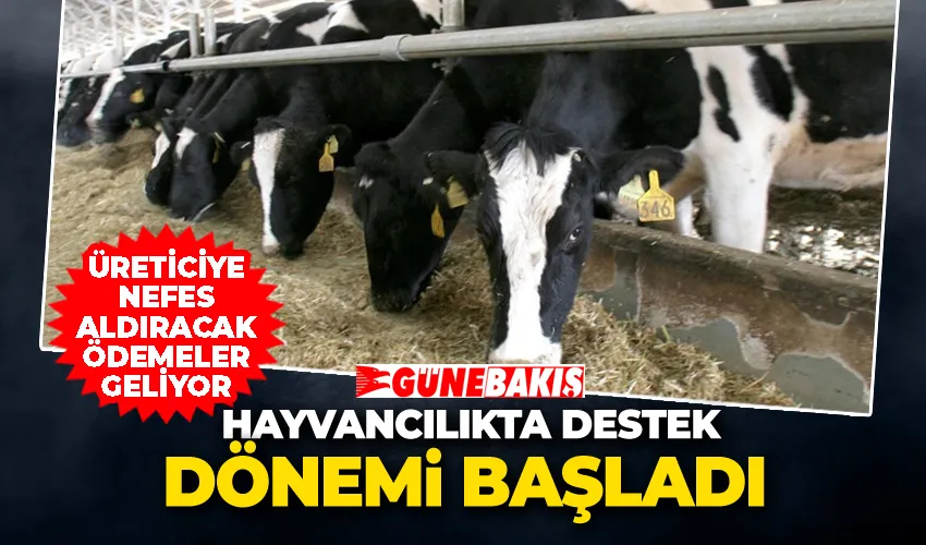 Hayvancılıkta Destek Dönemi Başladı