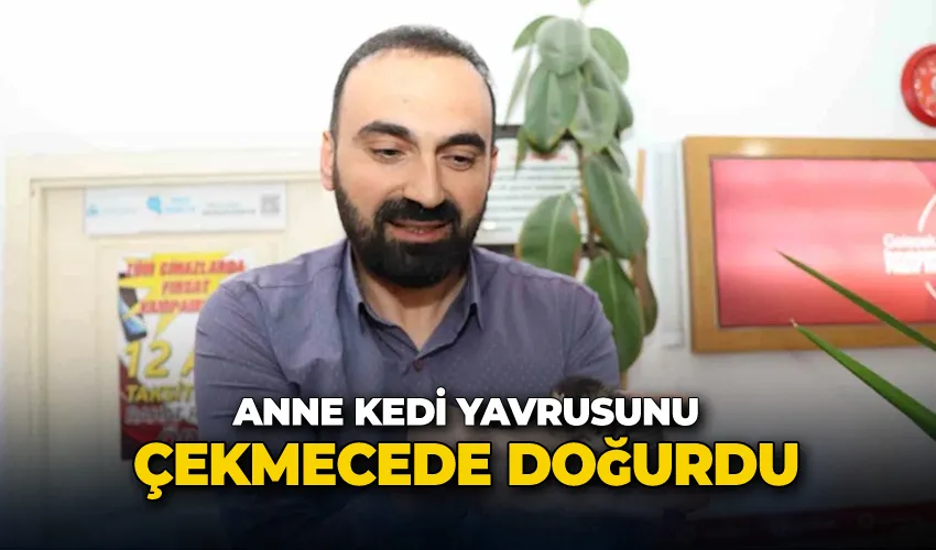 Anne kedi yavrusunu çekmecede doğurdu