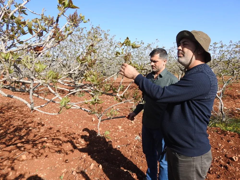 Antep fıstığında zirai don tehlikesinin geçmesi rahat nefes aldırdı