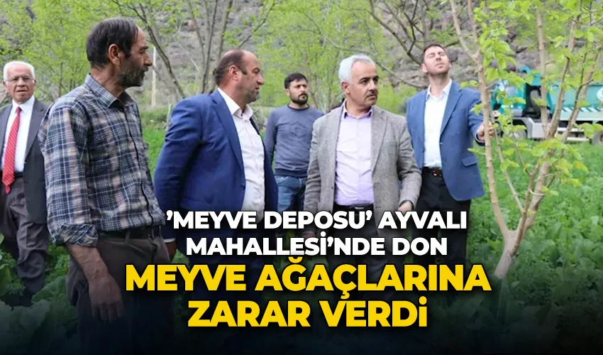 ’Meyve deposu’ Ayvalı Mahallesi’nde don meyve ağaçlarına zarar verdi