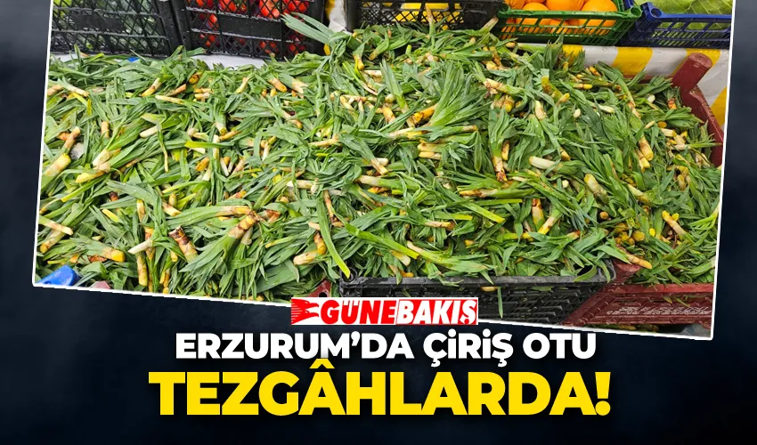 Erzurum’da Çiriş Otu Tezgâhlarda