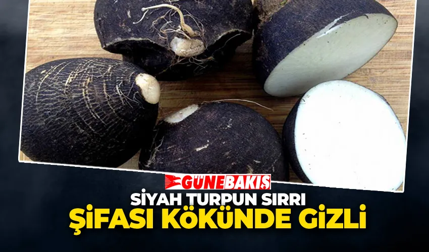 Siyah Turpun Sırrı: Şifanın Kökünde Gizli