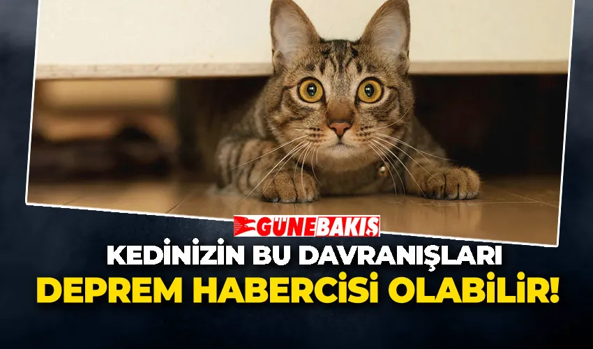 Kedinizin Bu Davranışları Deprem Habercisi Olabilir!