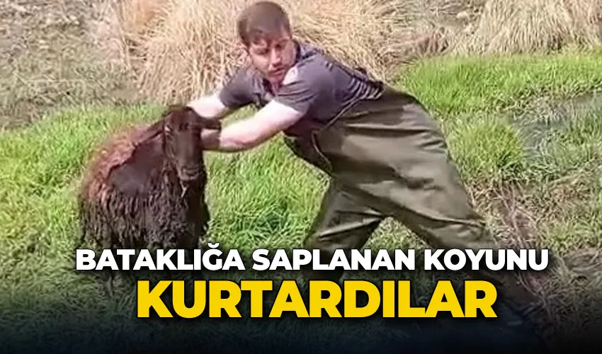 Bataklığa saplanan koyunu kurtardılar