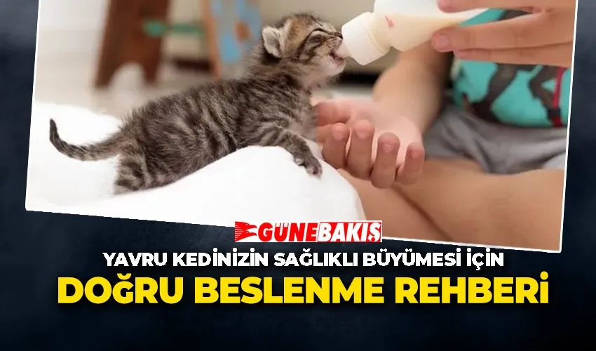 Yavru Kedinizin Sağlıklı Büyümesi İçin Doğru Beslenme Rehberi