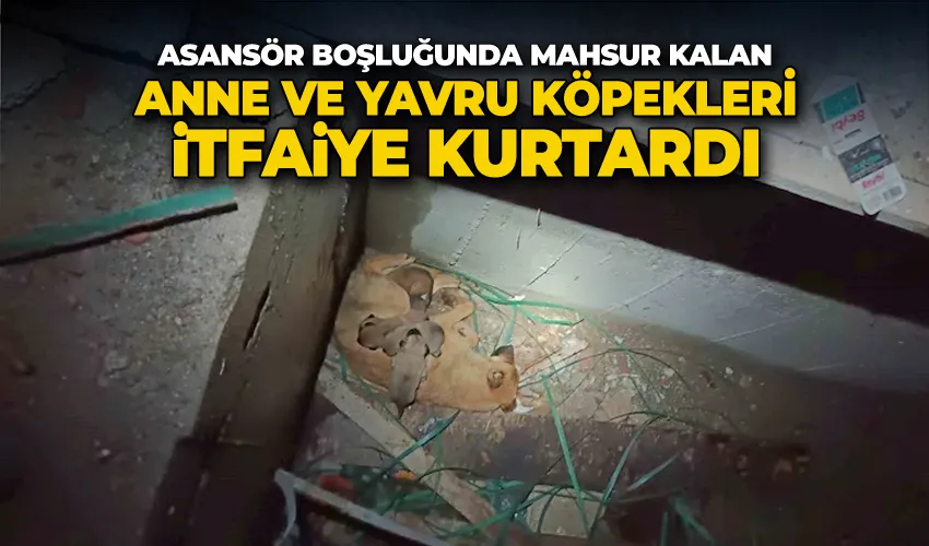 Asansör boşluğunda mahsur kalan anne ve yavru köpekleri itfaiye kurtardı