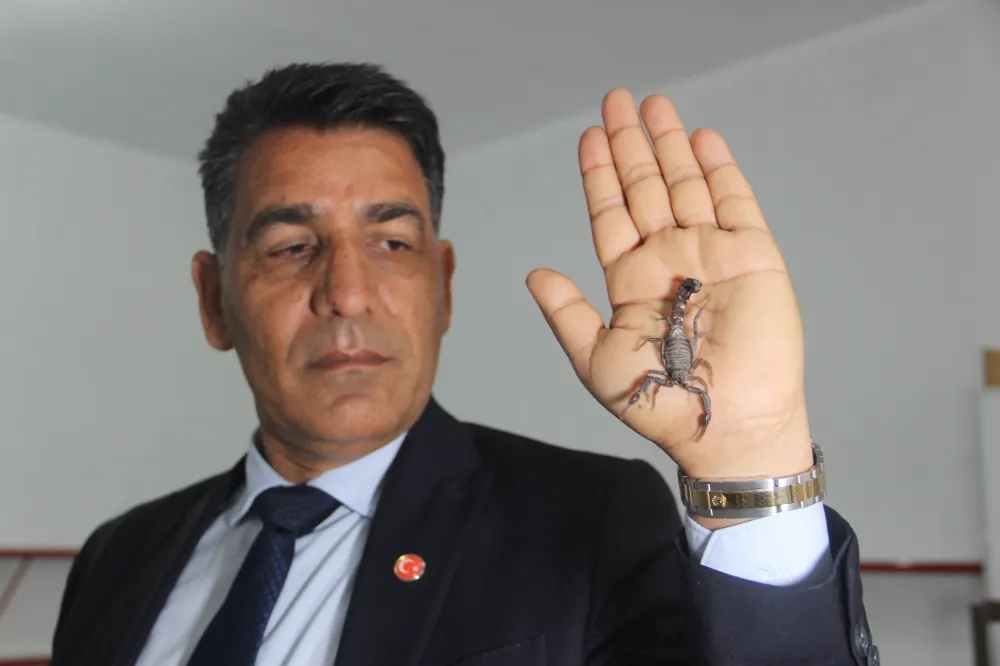 Şanlıurfalı akrep üreticisinden, bakanlığın Anadolu akreplerini koruma kararına destek