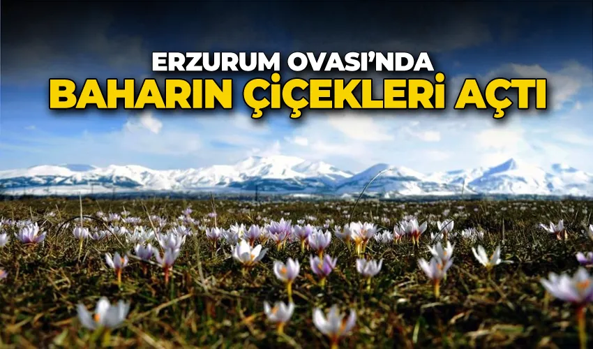 Erzurum Ovası’nda baharın çiçekleri açtı