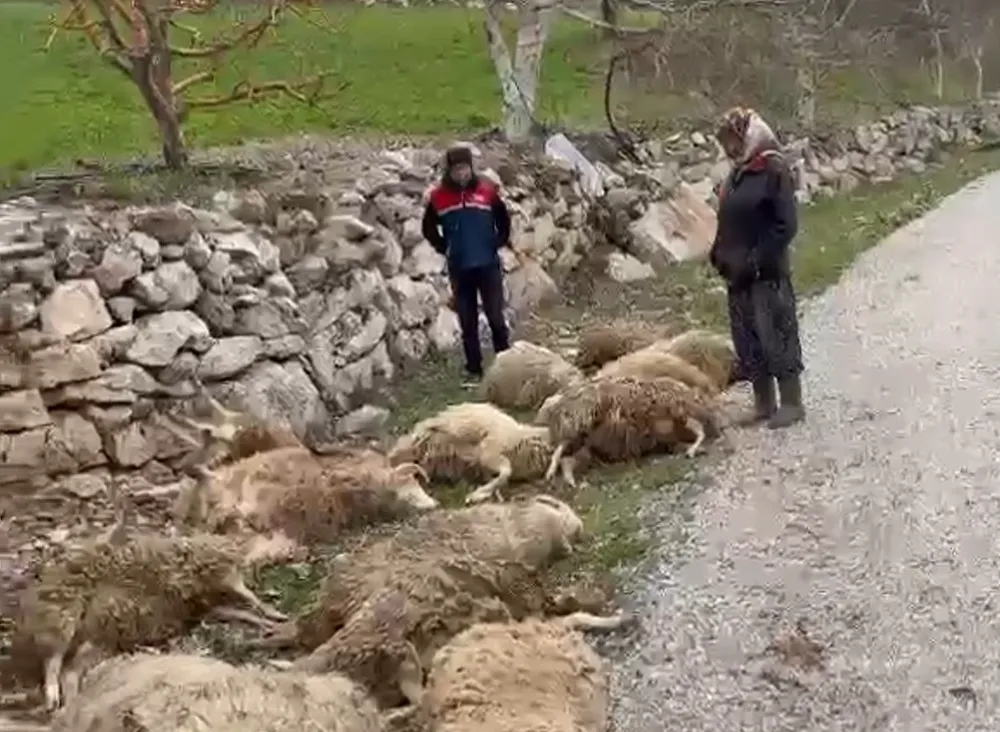 Aç kalan kurtlar 22 kuzuyu telef etti