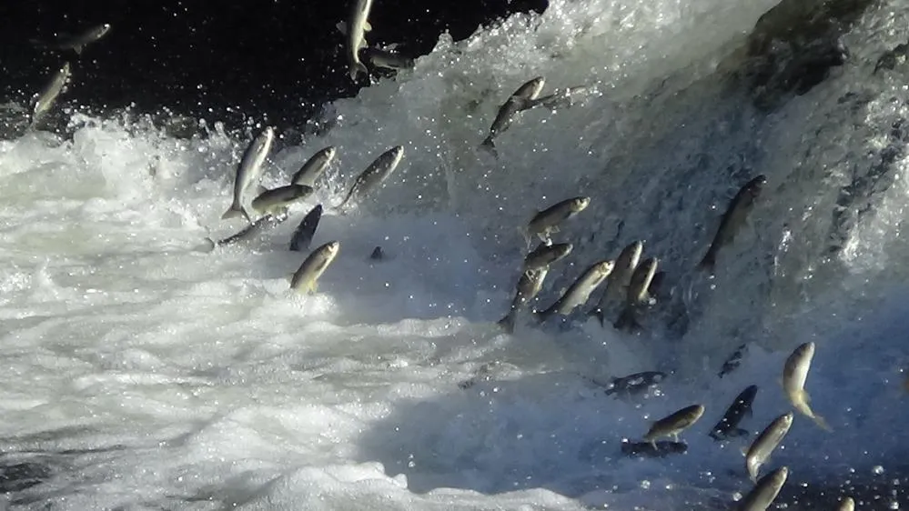 İnci kefalini zorlu bir üreme dönemi bekliyor