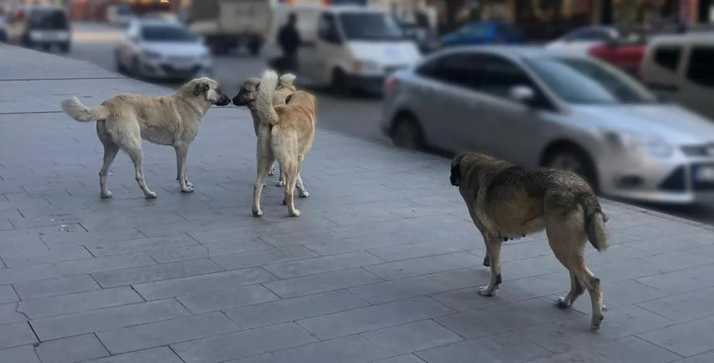 Vatandaşlar başıboş köpeklerden muzdarip