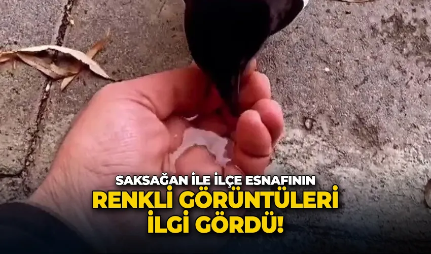 Saksağan ile ilçe esnafının renkli görüntüleri ilgi gördü