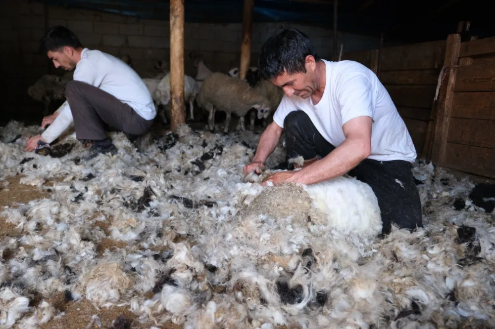 Erzincan’da kuzu kırkım sezonu başladı
