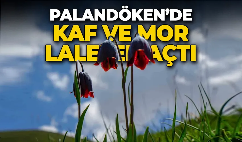 Palandöken’de Kaf ve Mor Laleler açtı