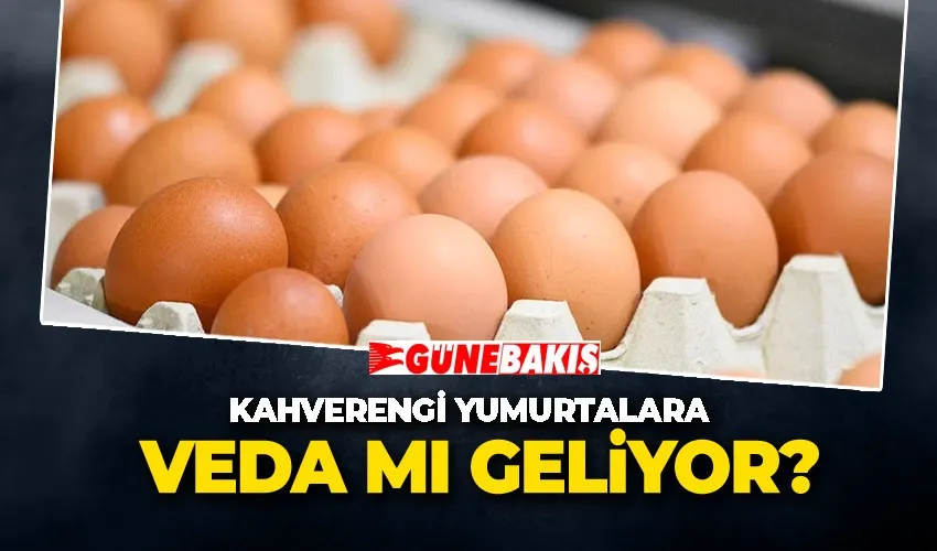Kahverengi Yumurtalara Veda mı Geliyor? 
