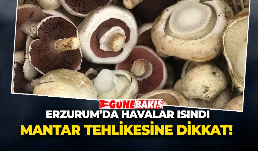 Erzurum’da Havalar Isındı, Mantar Tehlikesine Dikkat!