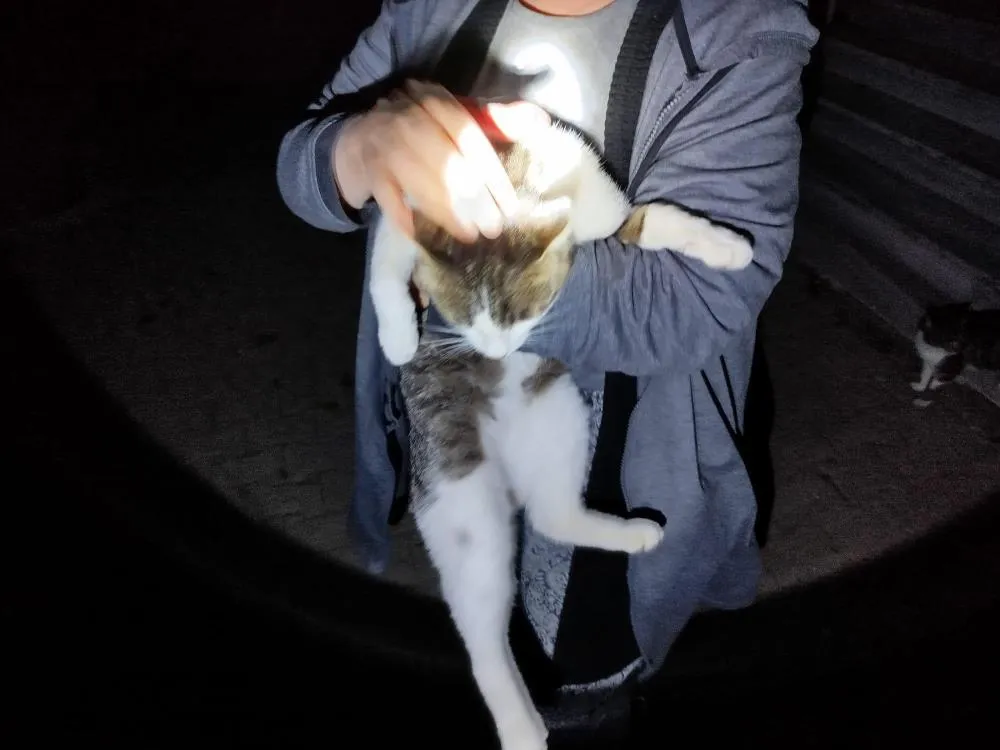 Mahsur kalan kediyi itfaiye kurtardı