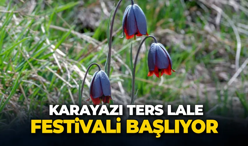 Karayazı ters lale festivali başlıyor;