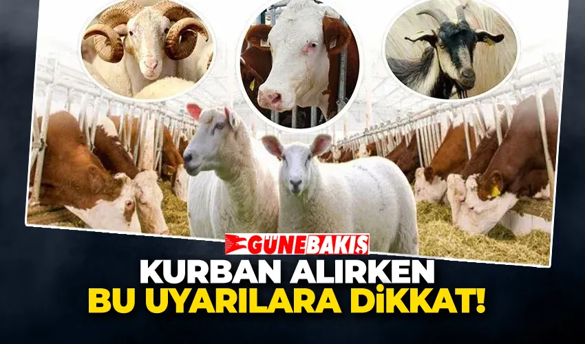 Kurban Alırken Bu Uyarıları Göz Ardı Etmeyin