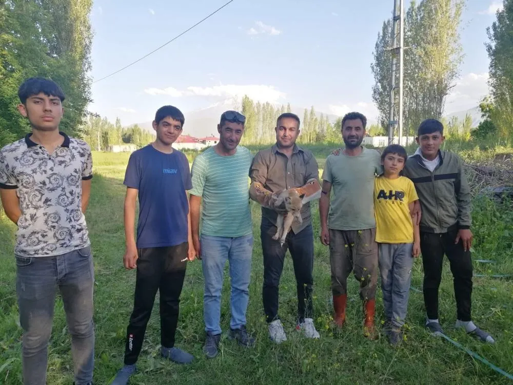 Iğdır’da tilki doğal yaşamına kavuşturuldu