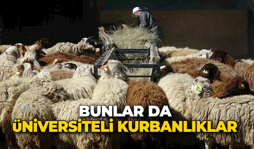Bunlar da üniversiteli kurbanlıklar