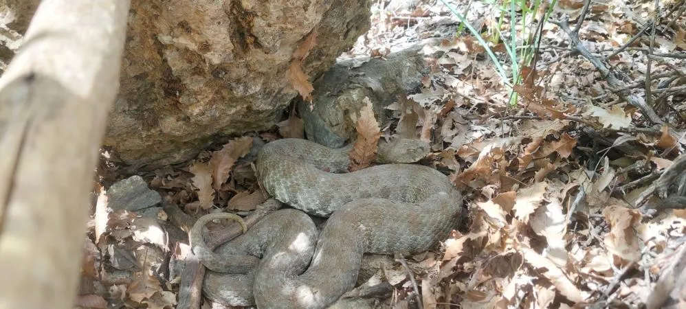 Tek ısırığı bir insanı öldürmeye yetiyor