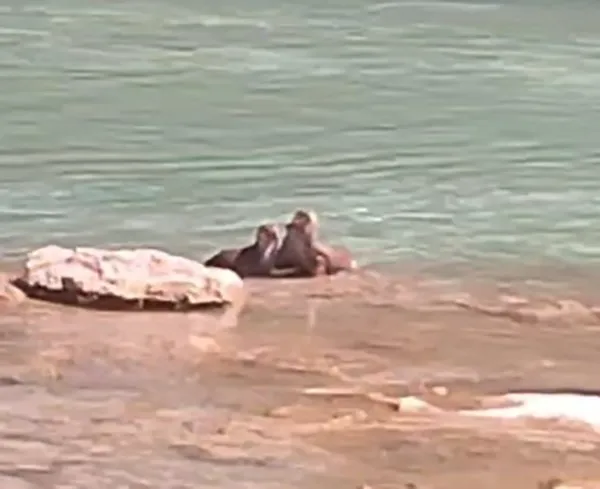 Tunceli’de su samurları görüntülendi
