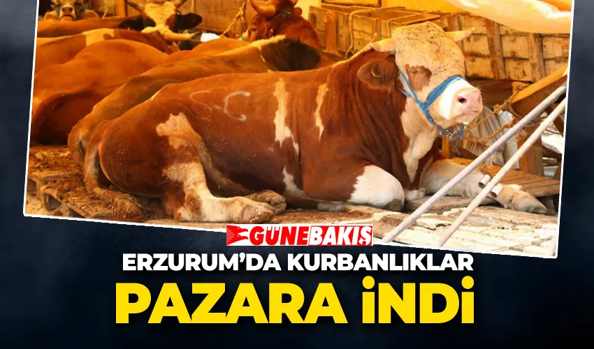 Erzurum’da Kurbanlıklar Pazara İndi