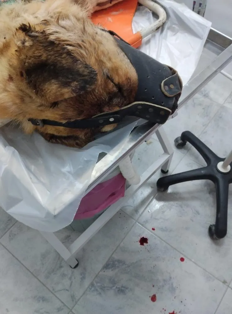 Isırdığını iddia ettiği köpeği silahla vurdu