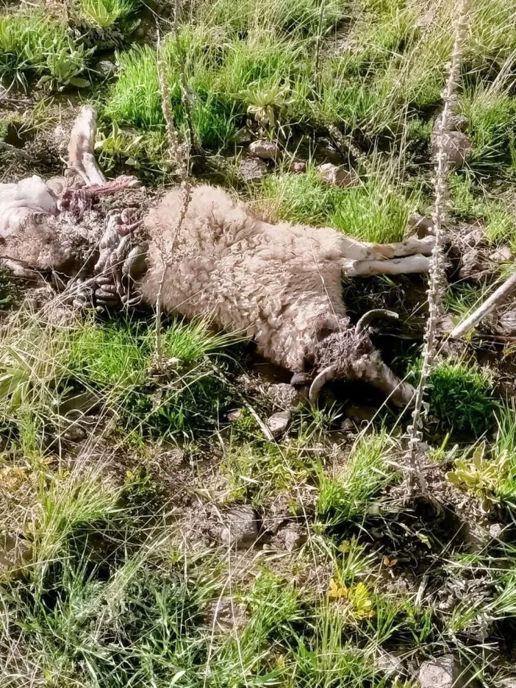 Sürüye saldıran kurtlar kuzuları telef etti