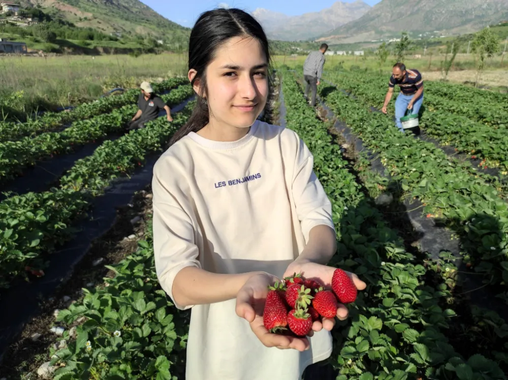 Organik Sason çileğinde hasat başladı