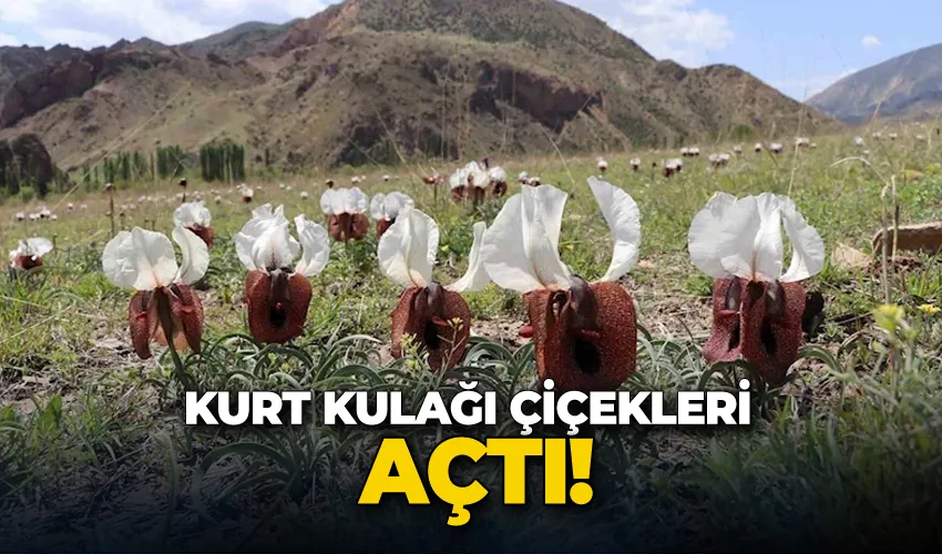 Kurt kulağı çiçekleri açtı