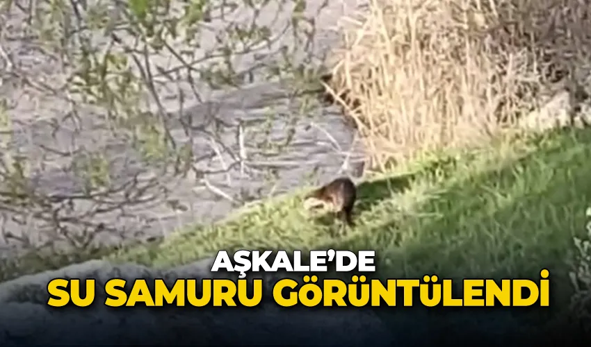 Aşkale’de su samuru görüntülendi