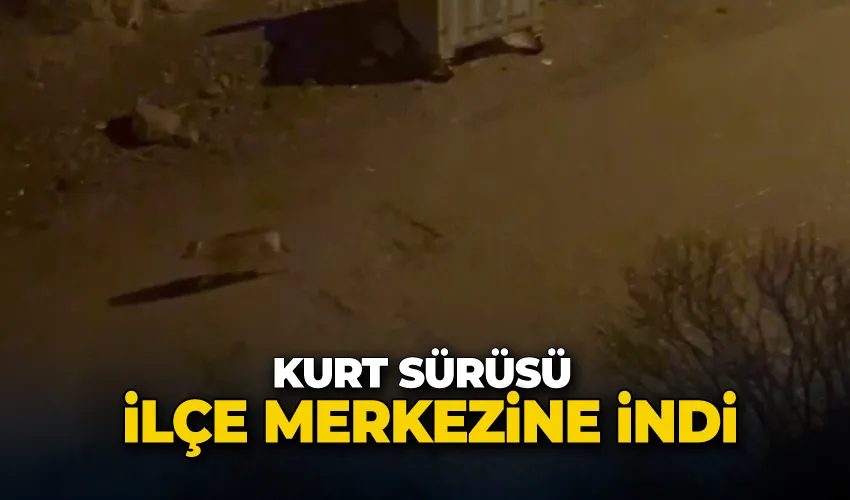 Kurt sürüsü ilçe merkezine indi