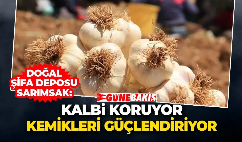 Doğal Şifa Deposu Sarımsak: Kalbi Koruyor Kemikleri Güçlendiriyor