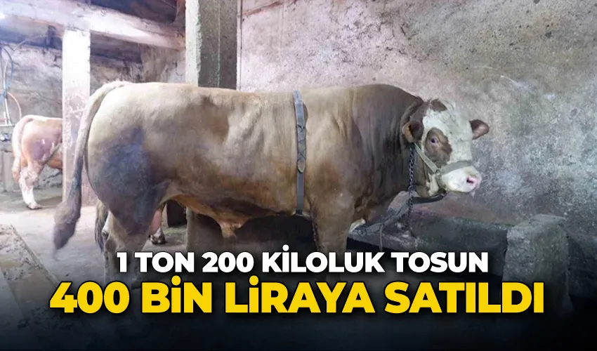1 ton 200 kiloluk tosun 400 bin liraya satıldı