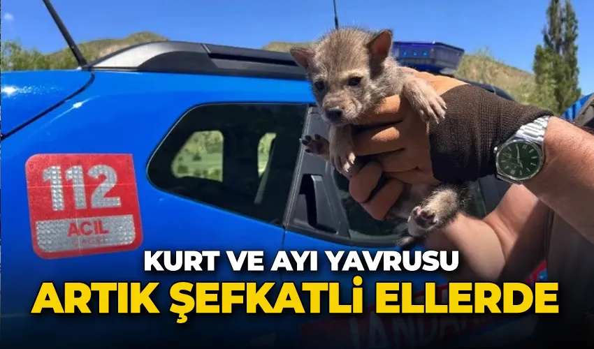 Kurt ve ayı yavrusu artık şefkatli ellerde