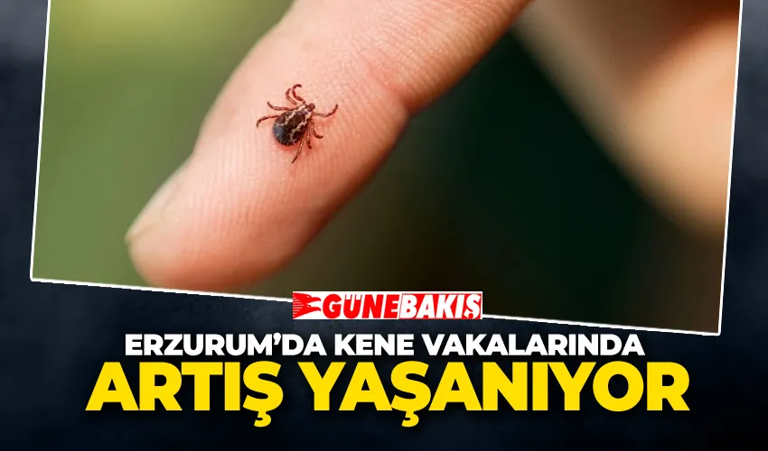 Erzurum’da Kene Vakalarında Artış Yaşanıyor