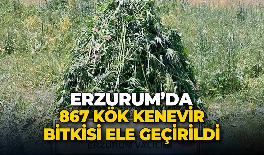 Erzurum’da 867 kök kenevir bitkisi ele geçirildi