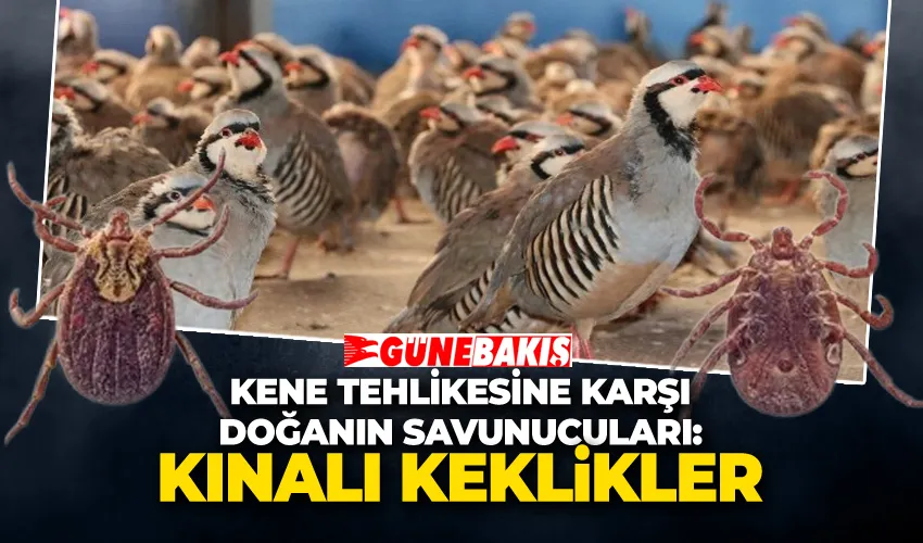 Kene Tehlikesine Karşı Doğanın Savunucuları: Kınalı Keklikler