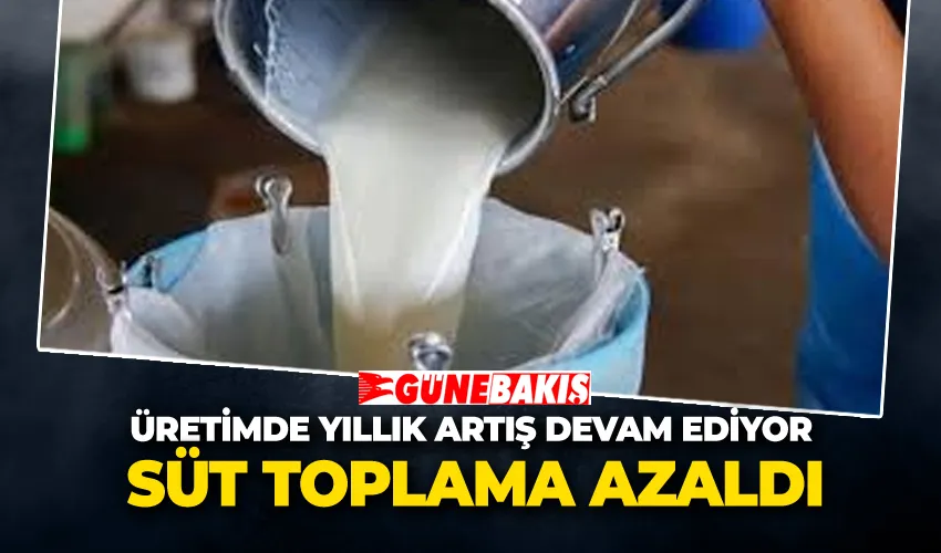 Süt Toplama Azaldı!  Üretimde Yıllık Artış Devam Ediyor