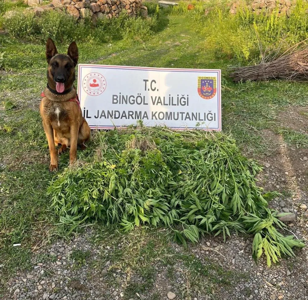 4 günde 14 bin 933 kök kenevir ele geçirildi