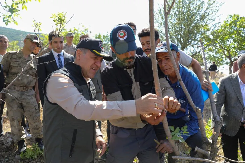 Vali Usta, fıstık aşılama çalışmalarını yerinde inceledi