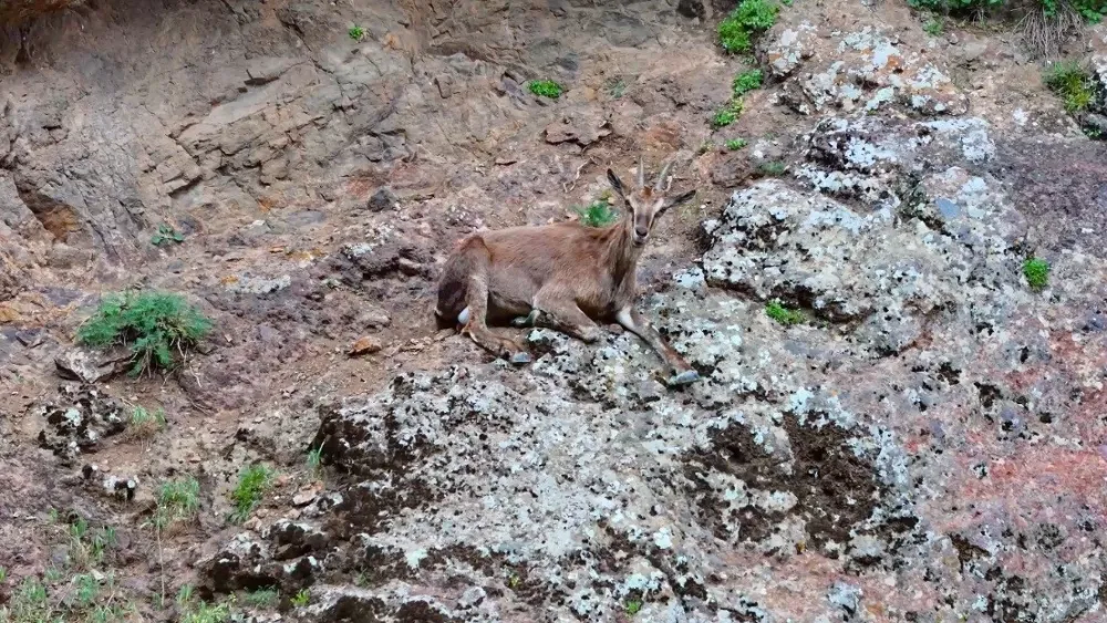 Erzincan’da yaban keçileri havadan görüntülendi