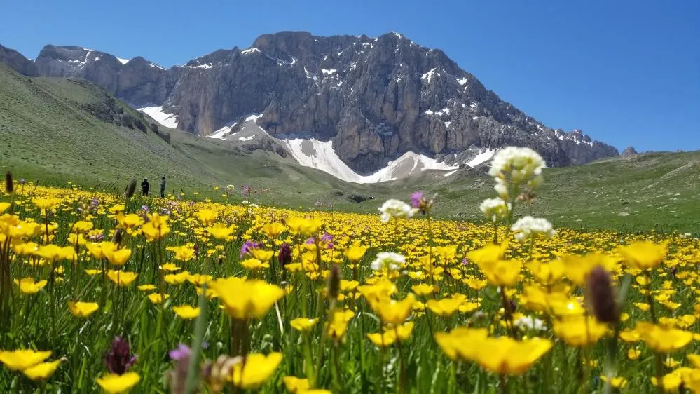 Merg Yaylası doğaseverlere ev sahipli yapıyor